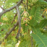 Tamarindus indica L.